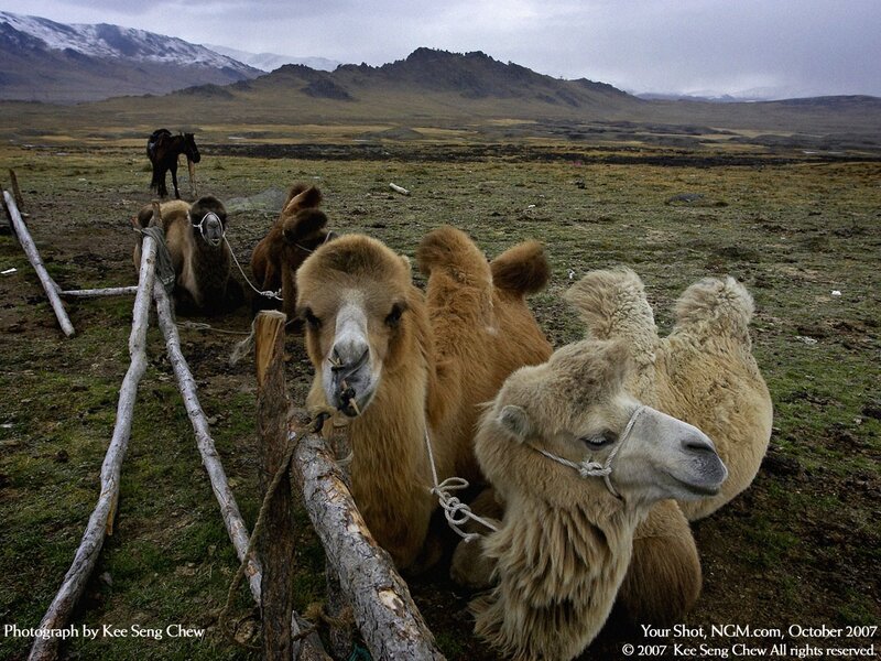 Camels in a Mongolian field