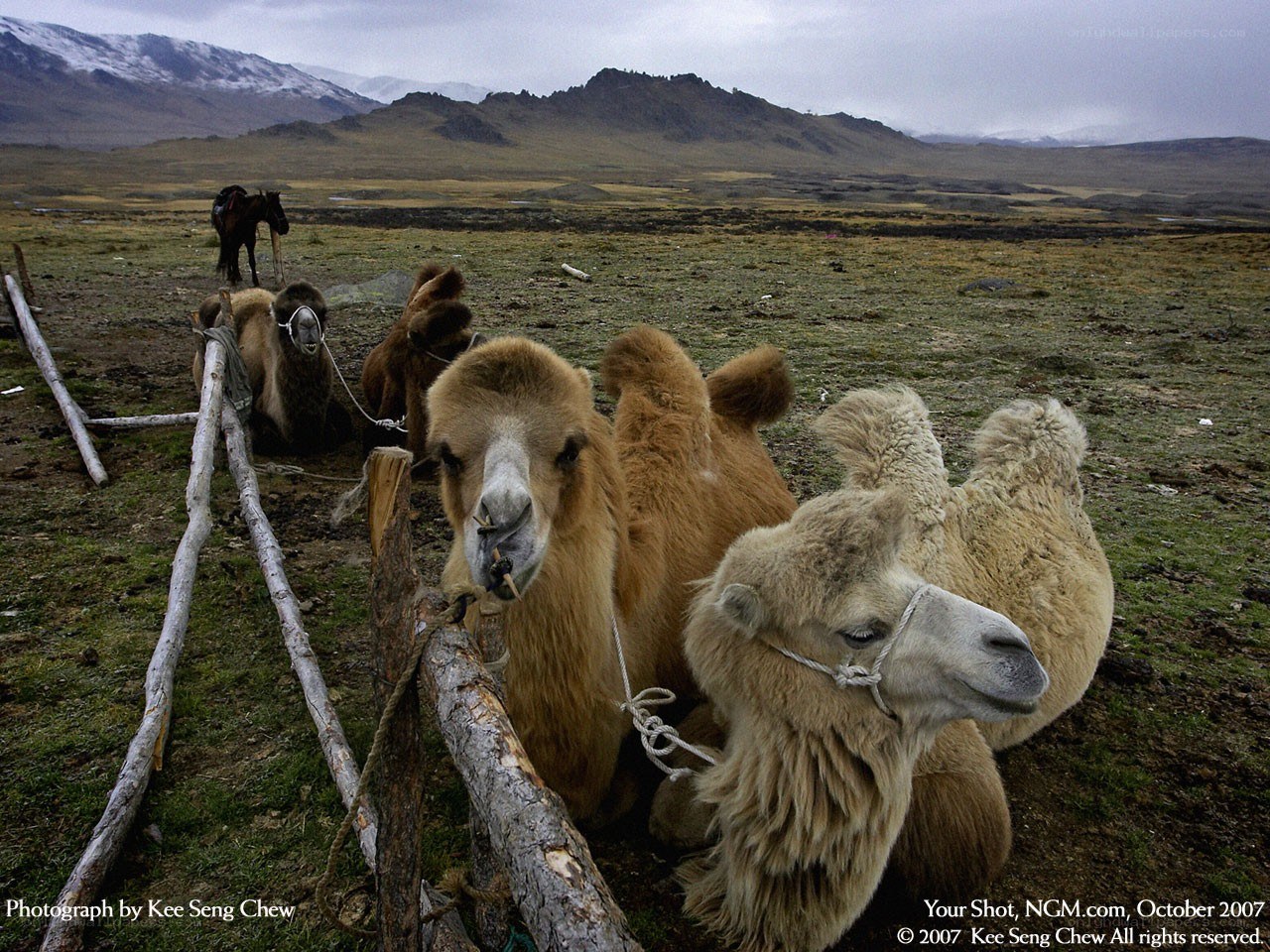 Camels in a Mongolian field