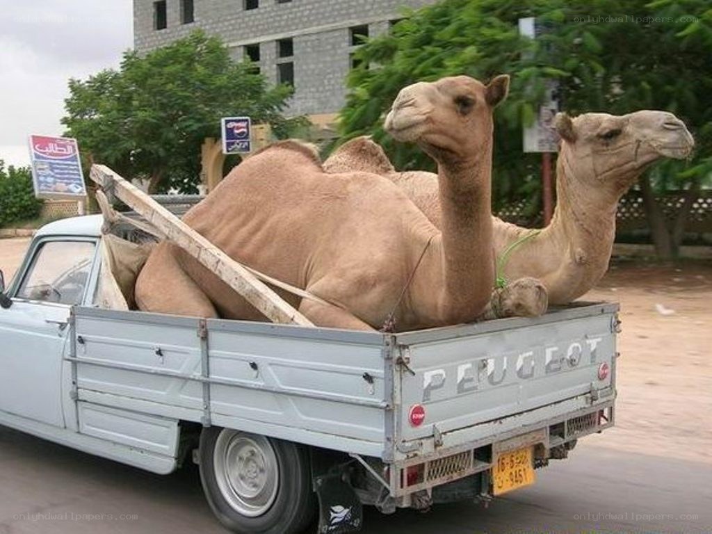 Camels in a pickup truck
