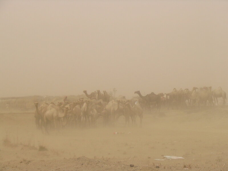 Camels in a sandstorm
