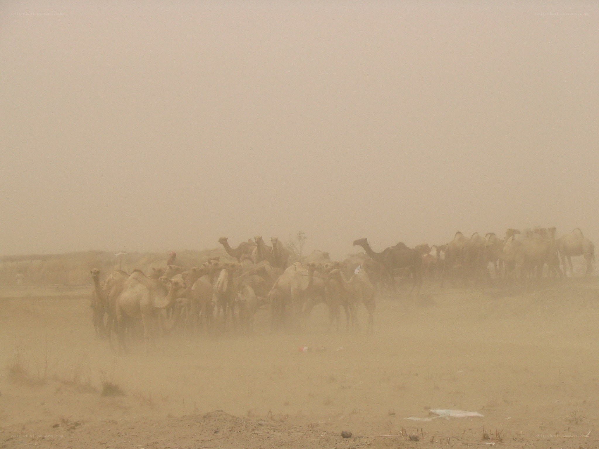 Camels in a sandstorm