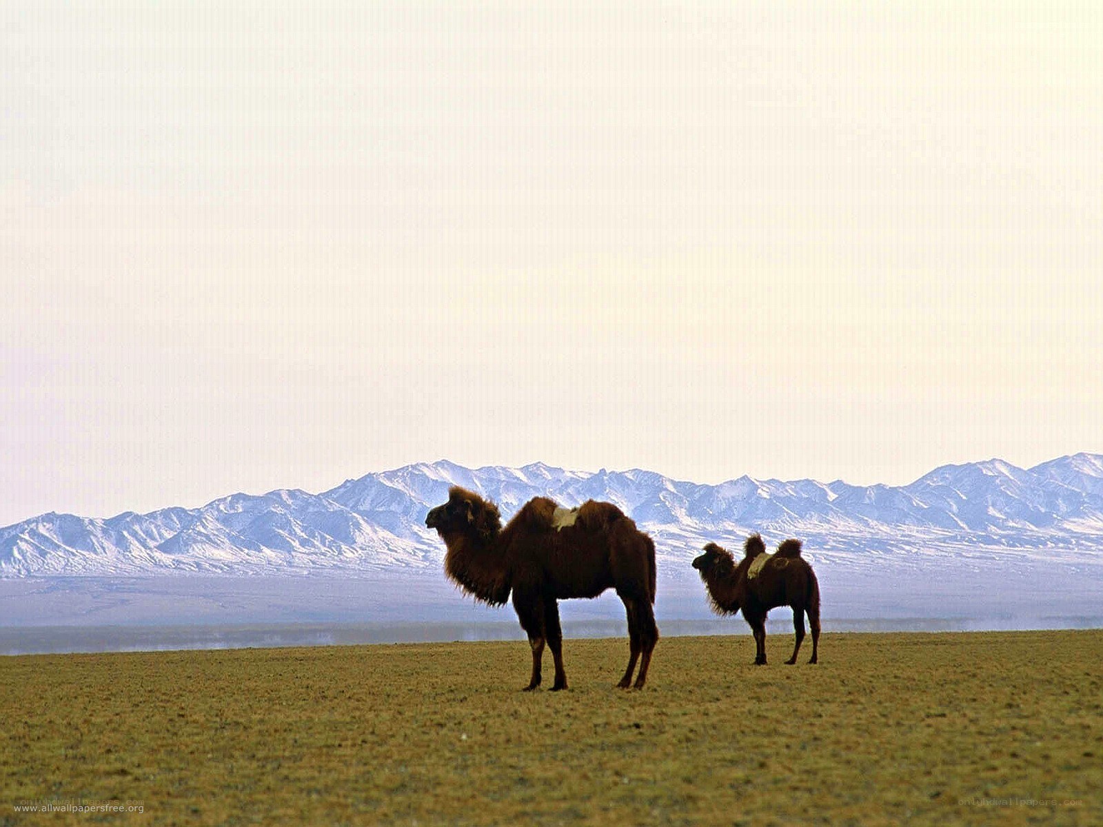 Camels in a vast landscape