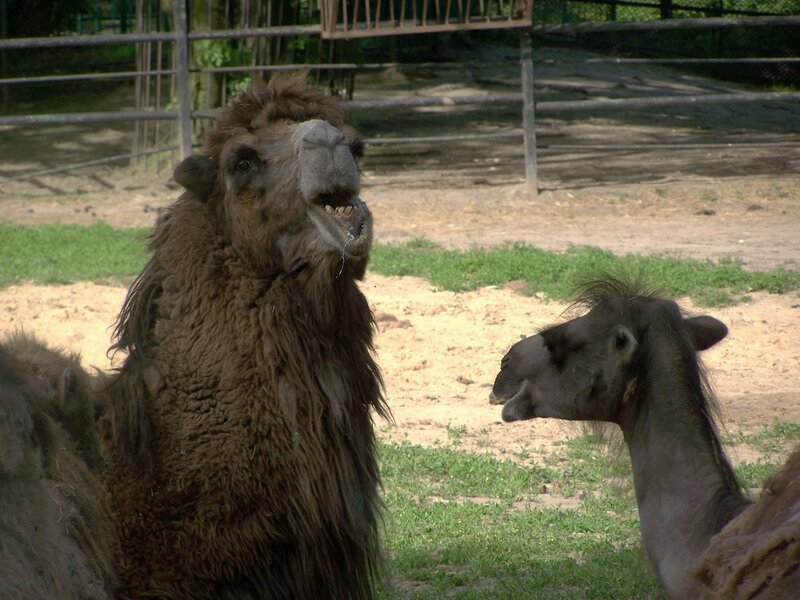Camels in an enclosure
