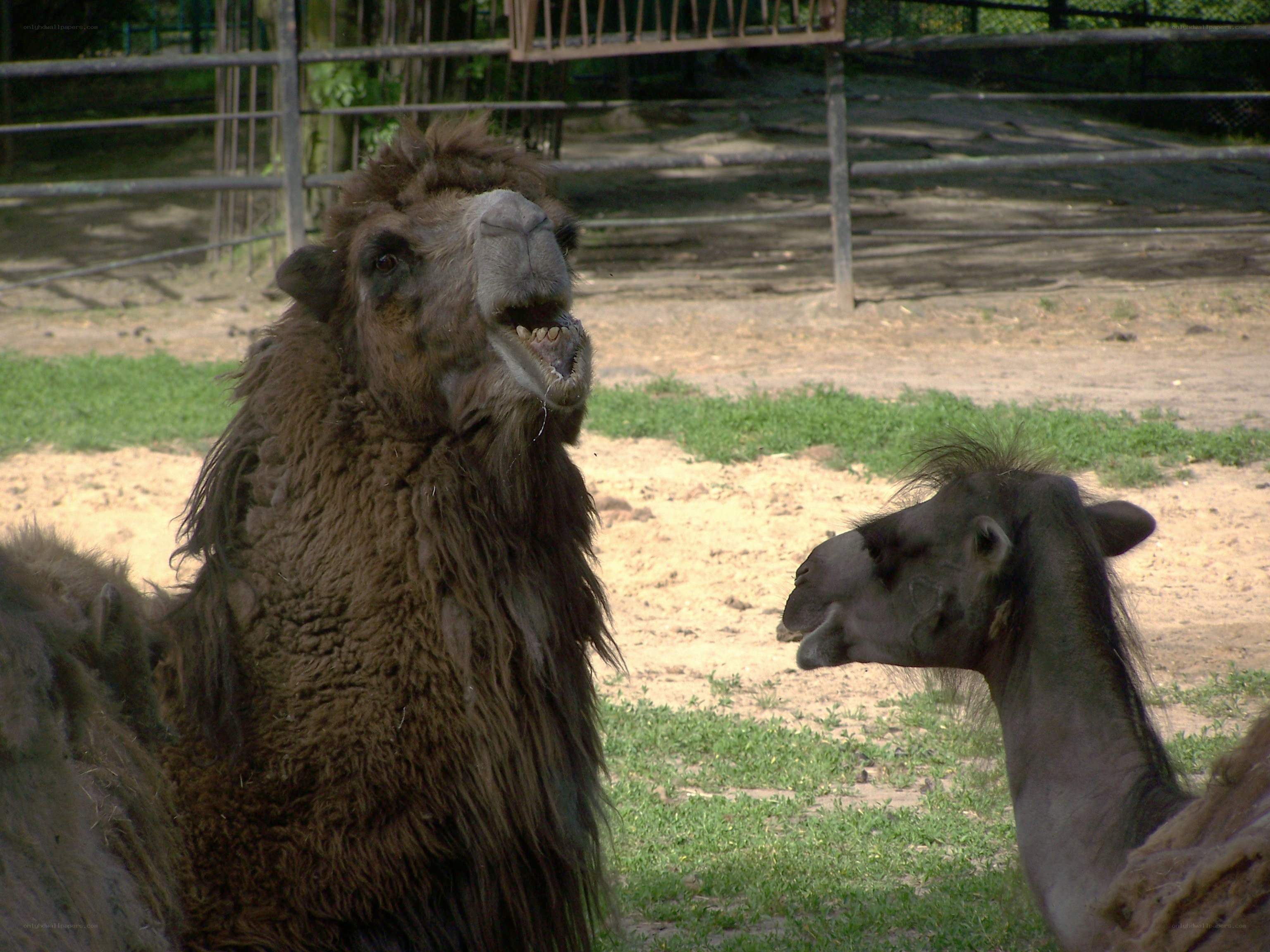 Camels in an enclosure
