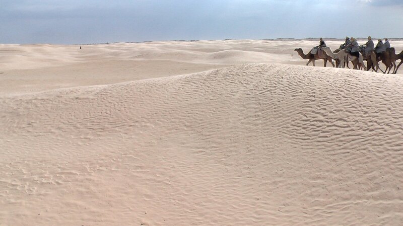 Camels in Desert — Beige, Arid