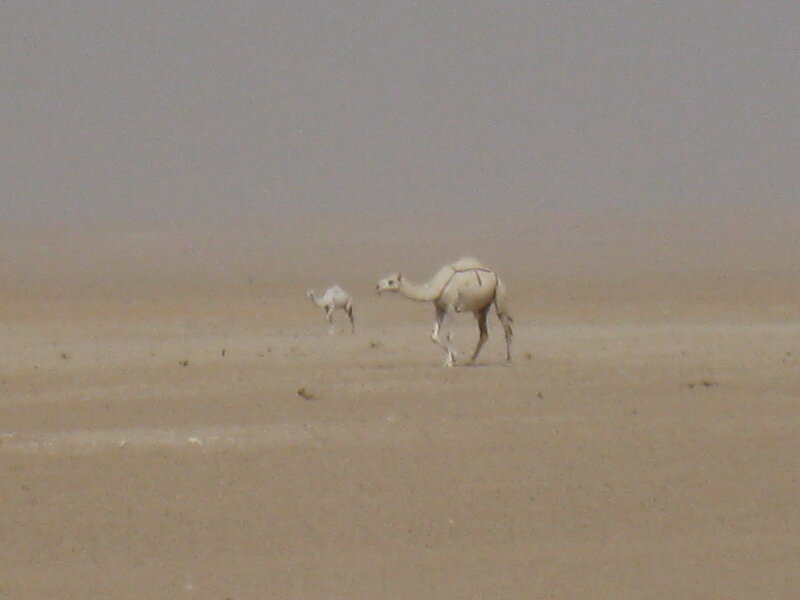 Camels in Desert — Beige