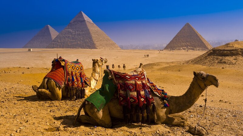 Camels in Desert — Blue, Dramatic, Afternoon