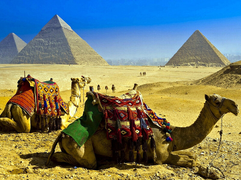 Camels in Desert — Blue, Dramatic