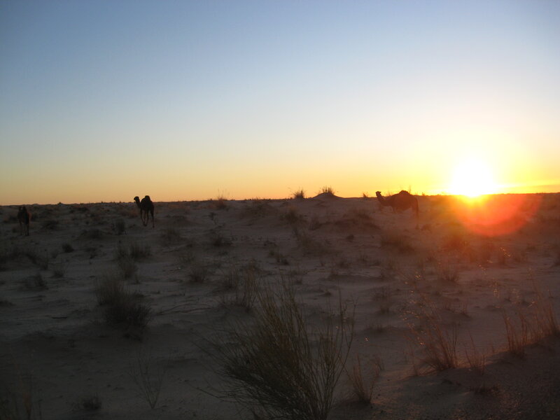 Camels in Desert — Blue, Serene, Sunset