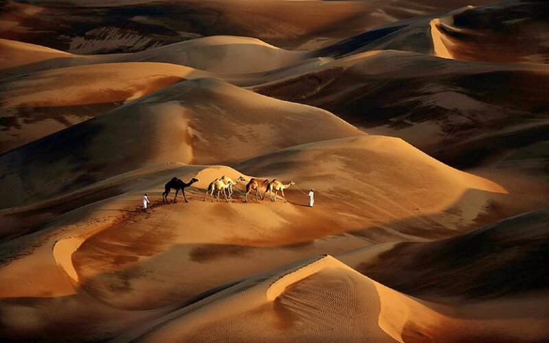 Camels in Desert — Brown, Dramatic