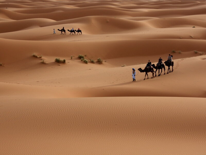 Camels in Desert — Brown, Serene, Afternoon