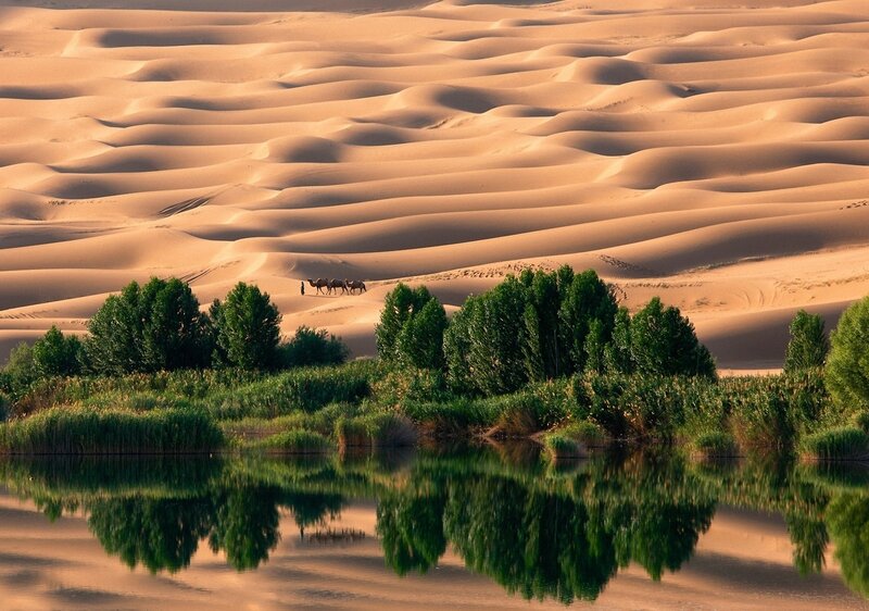 Camels in Desert — Brown