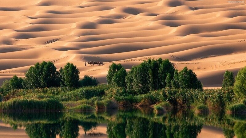 Camels in Desert Oasis — Brown, Serene, Afternoon