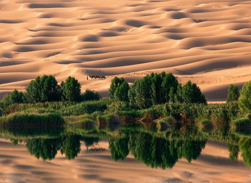 Camels in Desert Oasis — Brown, Serene