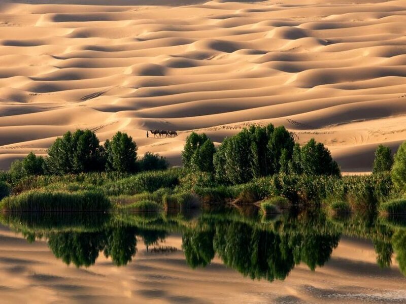 Camels in Desert Oasis — Brown