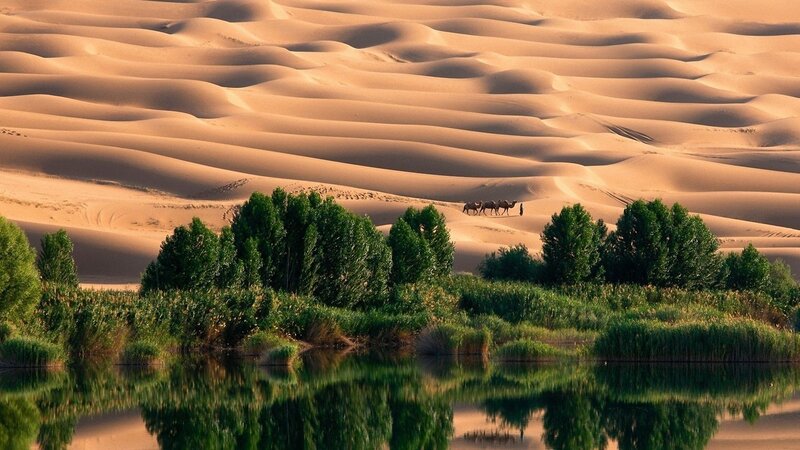 Camels in Desert Oasis — Green