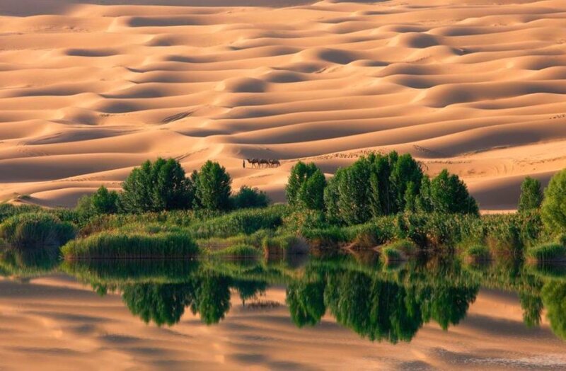 Camels in Desert Oasis