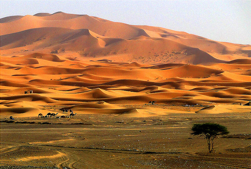 Camels in Desert — Orange, Arid
