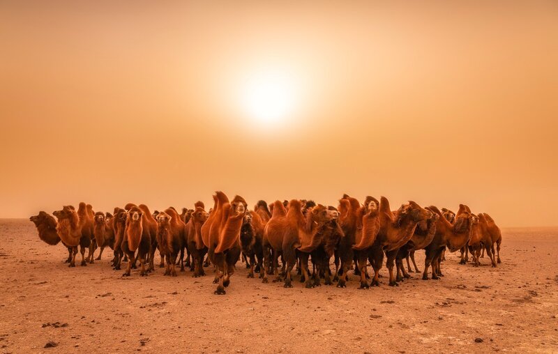Camels in Desert — Orange, Dramatic, Sunset, Photograph