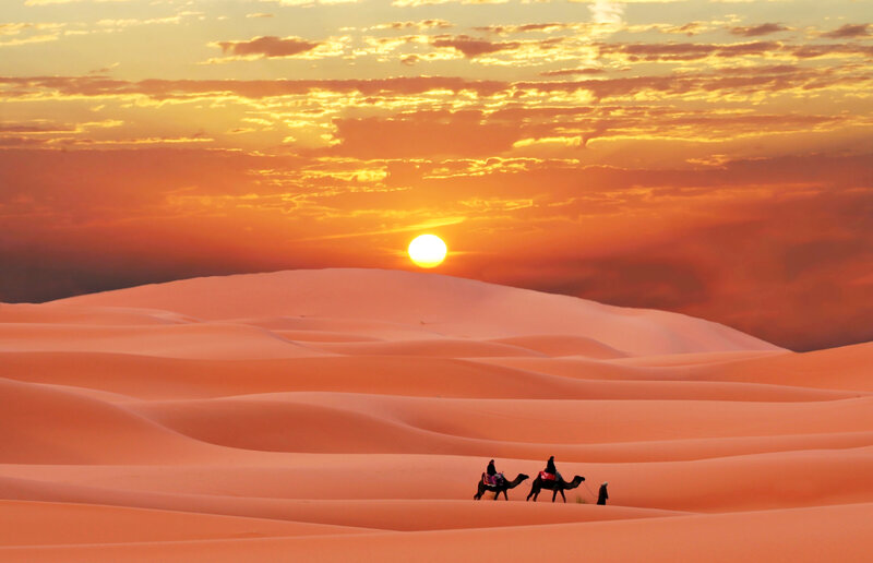 Camels in Desert — Orange, Dramatic