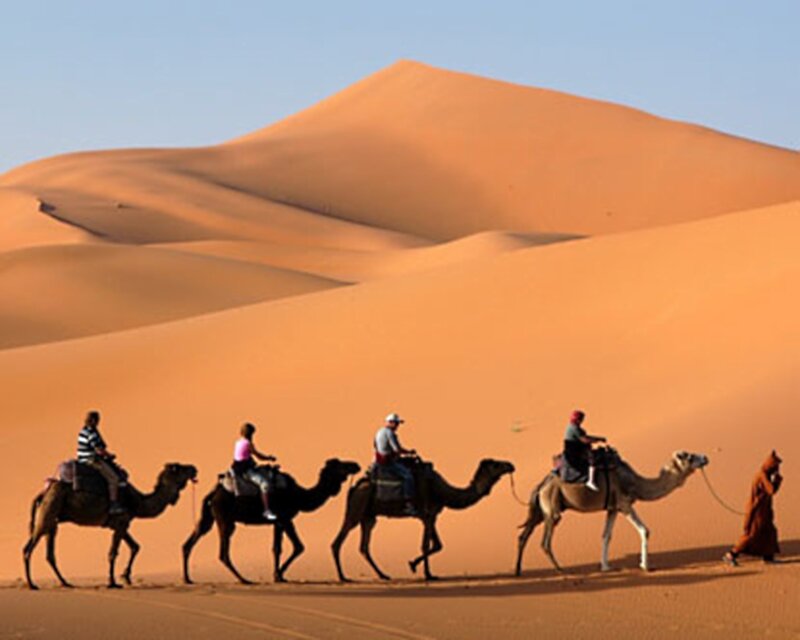 Camels in Desert — Orange, Serene, Afternoon