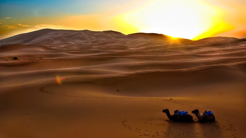 Camels in Desert — Orange, Serene, Sunset
