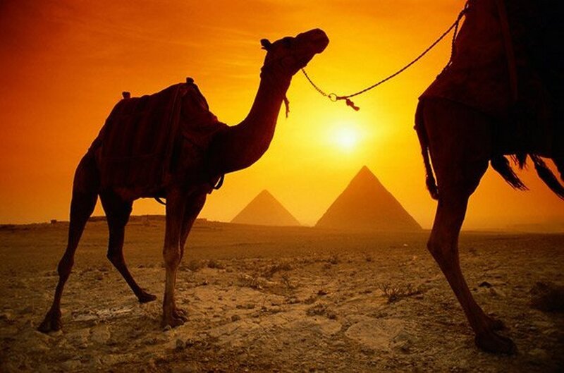 Camels in Desert