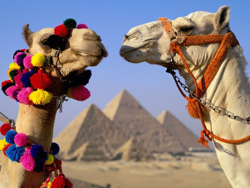 Camels in front of pyramids