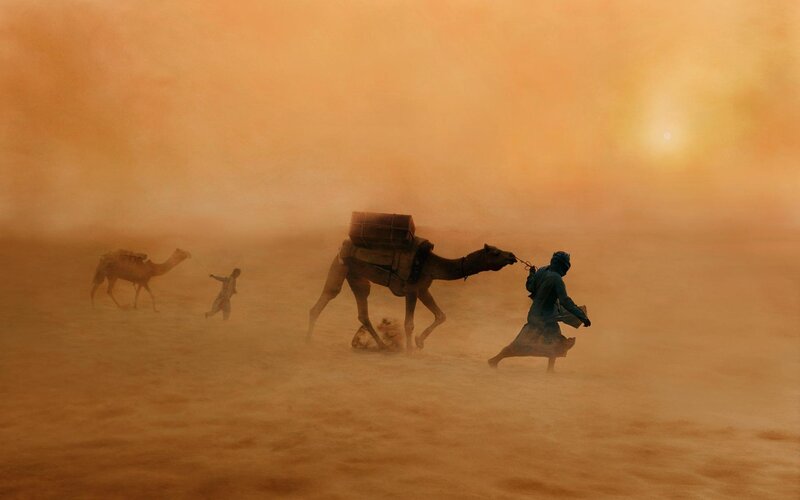 Camels in Sandstorm — Orange