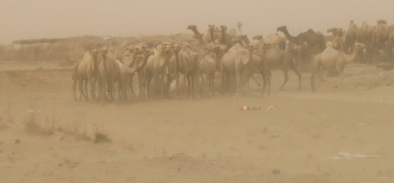 Camels in Sandstorm