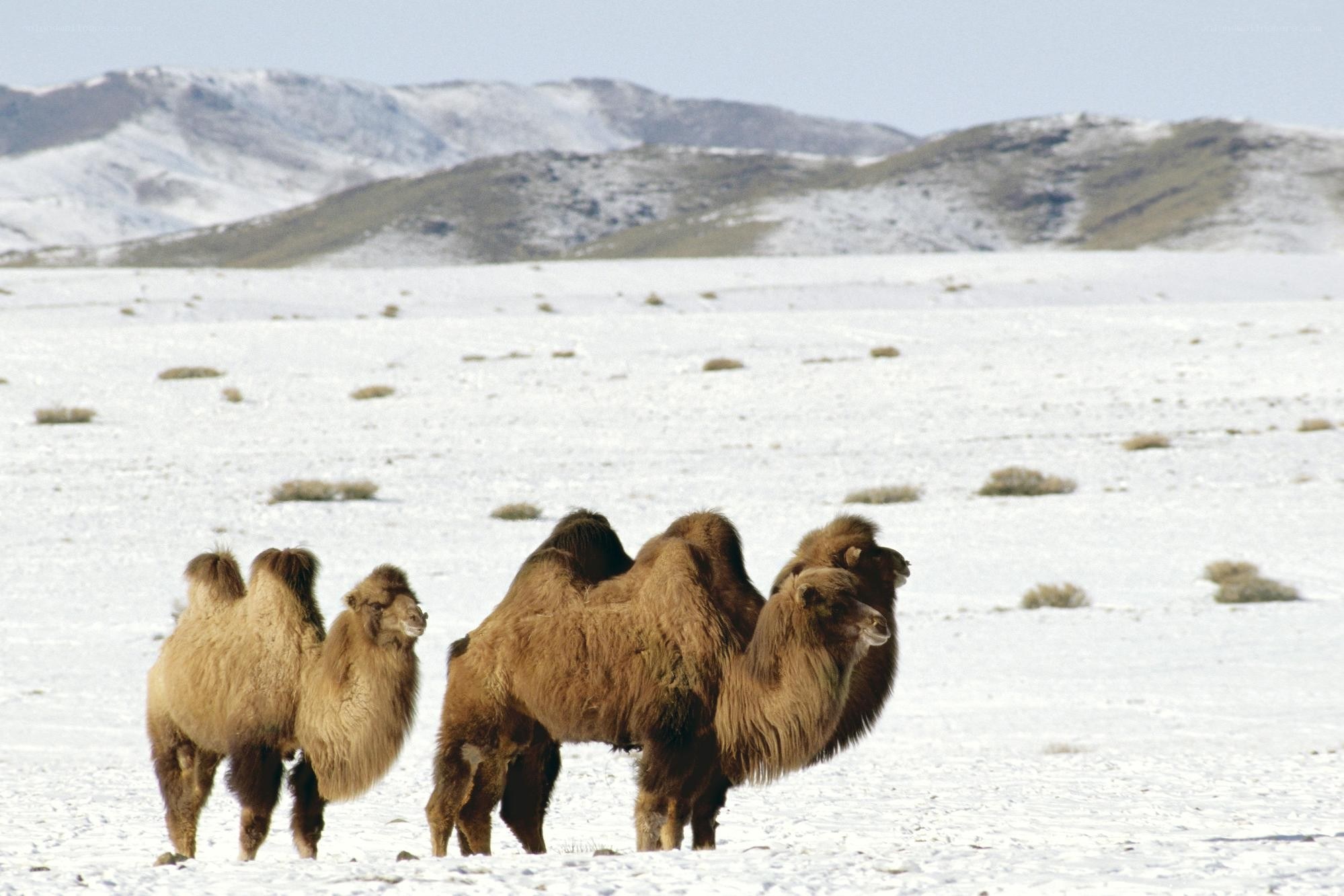 Camels in snowy landscape