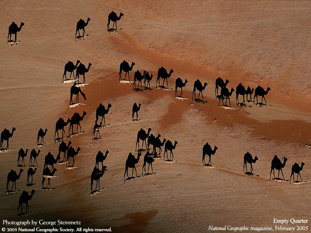 Camels in the desert