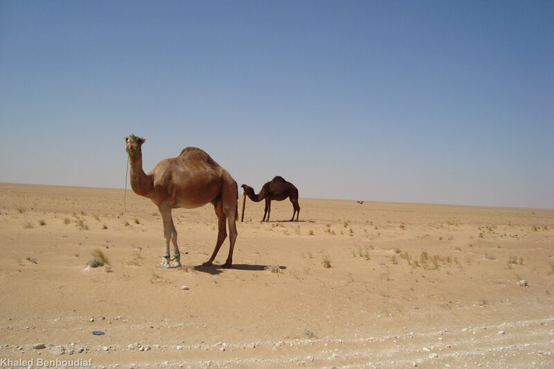 Camels in the desert