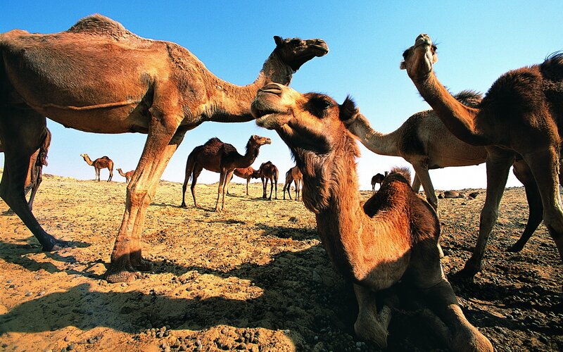 Camels in the desert