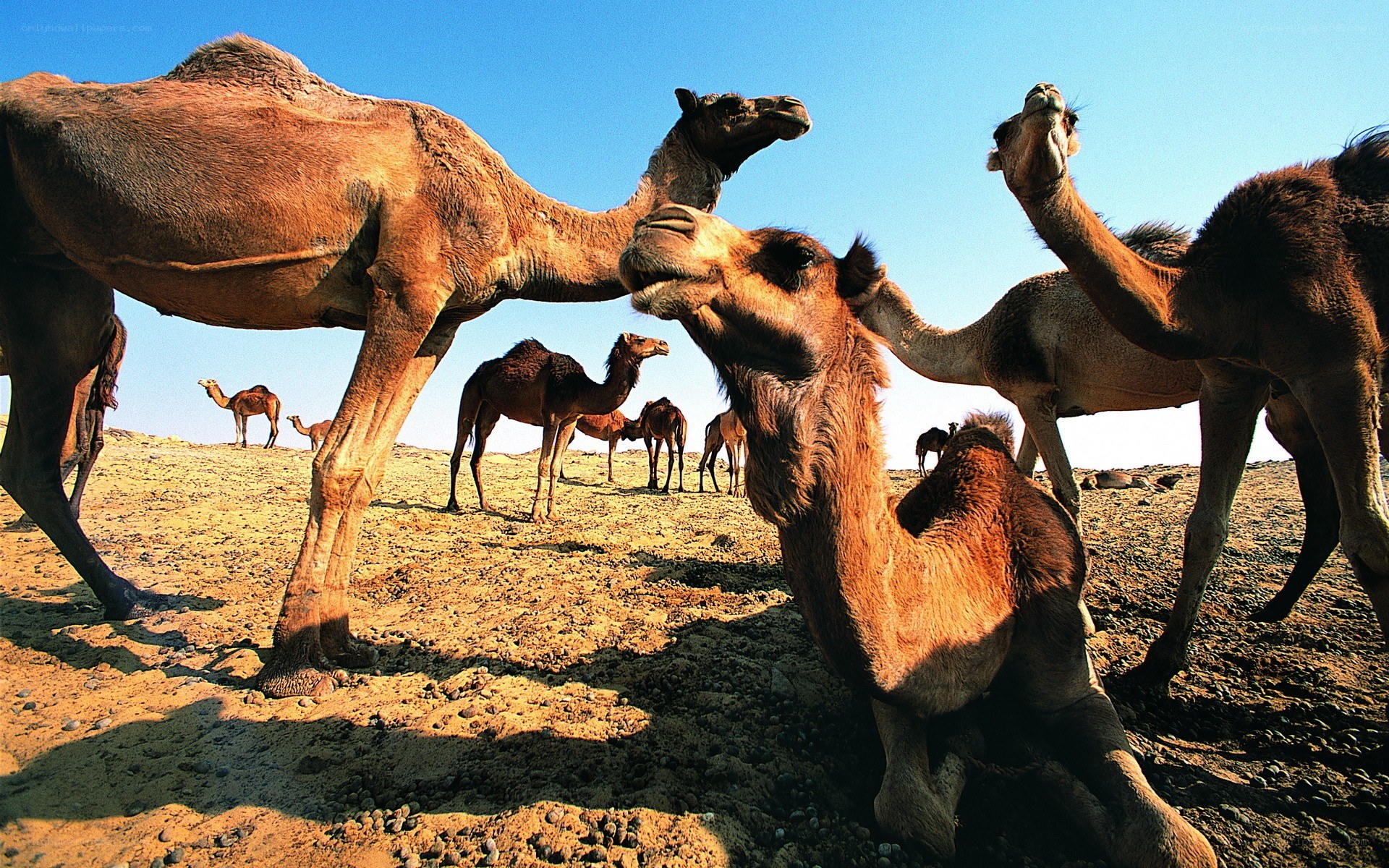 Camels in the desert