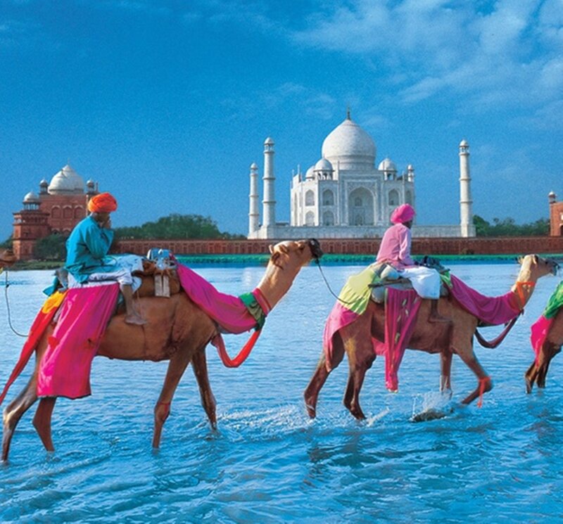 Camels in Water