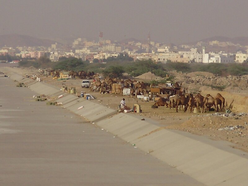 Camels near a city