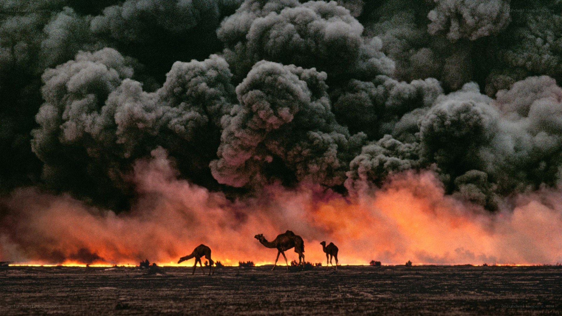 Camels near burning oil fields