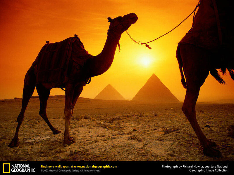 Camels Near Pyramids