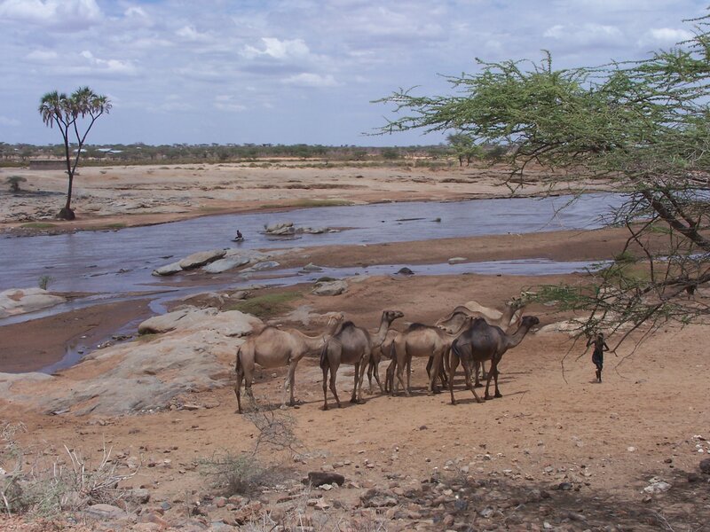 Camels Near River