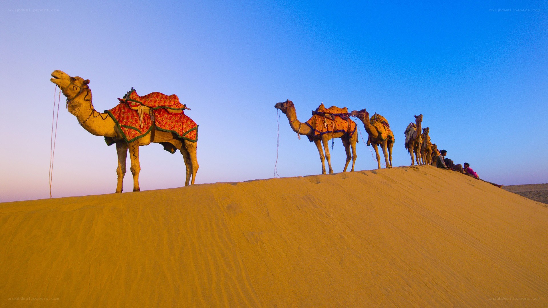 Camels on a sand dune