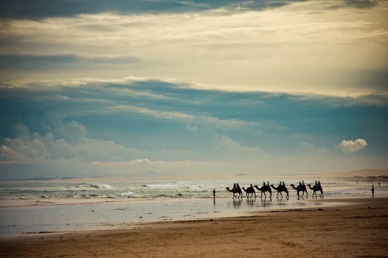 Camels on Beach — Blue, Dramatic