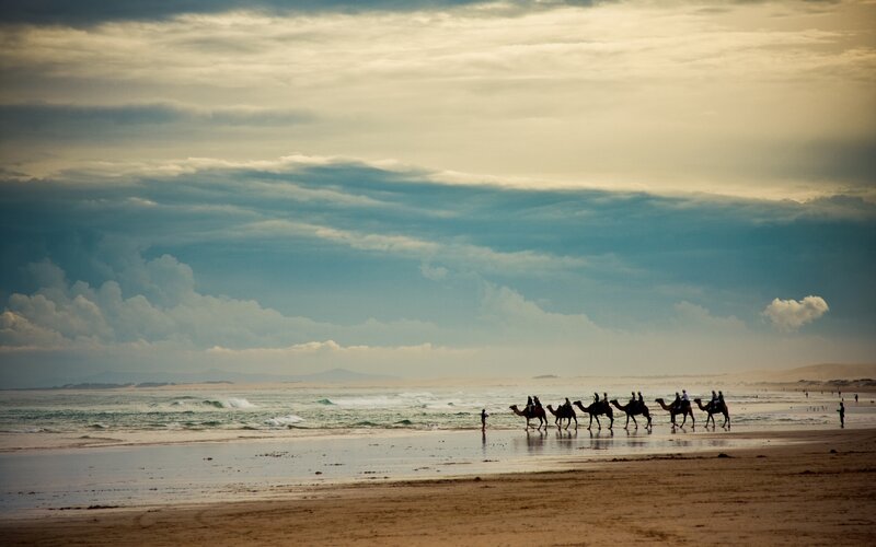 Camels on Beach — Brown