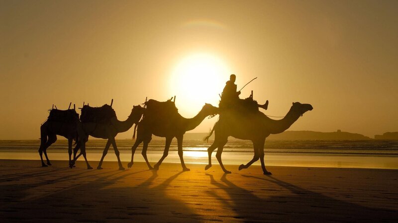 Camels on Beach — Gold, Serene