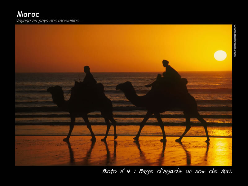 Camels on Beach — Orange