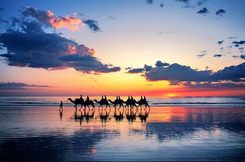 Camels on Beach