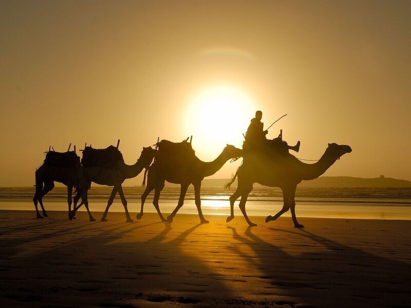 Camels on Beach — Yellow, Dramatic
