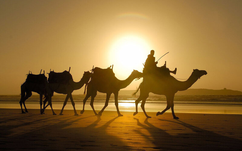 Camels on Beach — Yellow