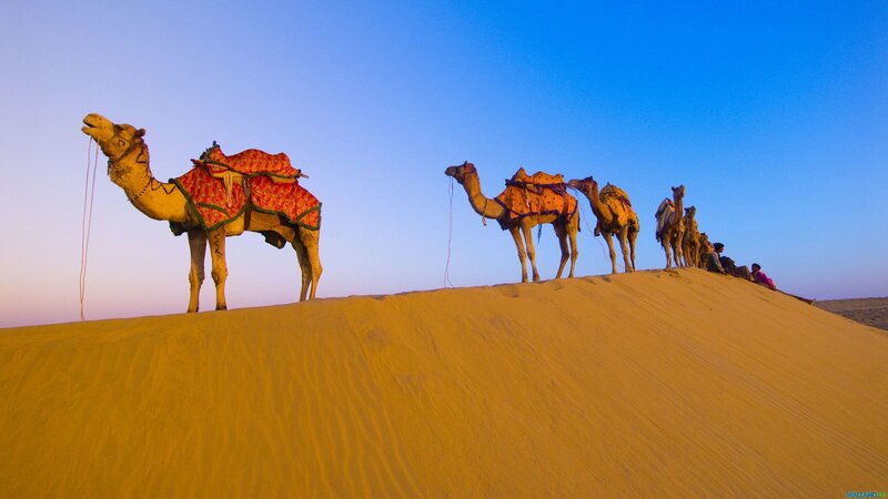 Camels on Sand Dune