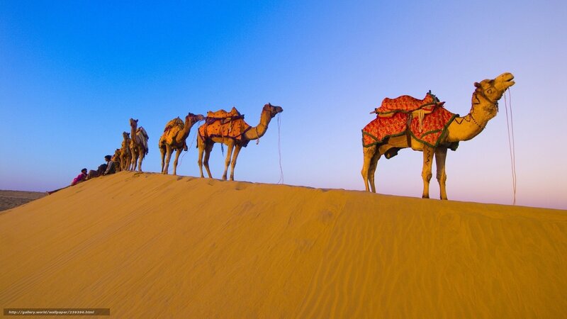 Camels on Sand Dune — Yellow, Serene, Sunset